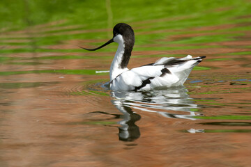Pied Avocet, Recurvirostra avosetta, swimming towards left
