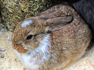 rabbit on the ground