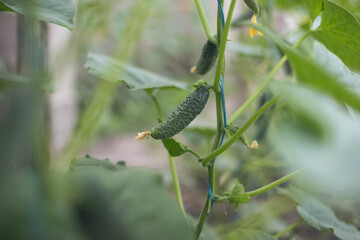 Growing cucumbers in a makeshift little home greenhouse. The concept of home gardening.