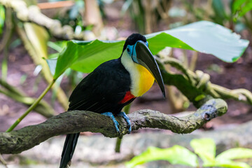 Channel-billed toucan on the tree branch.