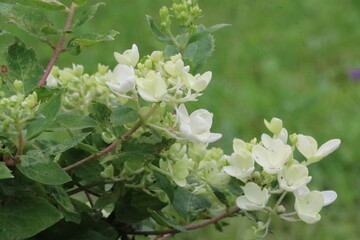 A close up of a flower