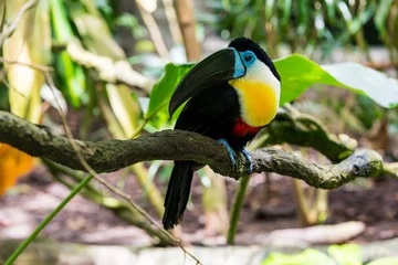 Poster Channel-billed toucan on the tree branch. © hit1912