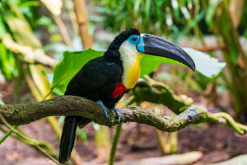 Channel-billed toucan on the tree branch.