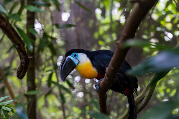 Channel-billed toucan on the tree branch.
