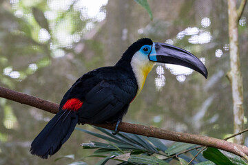 Channel-billed toucan on the tree branch.