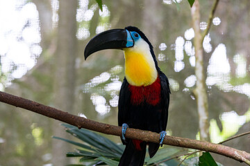 Channel-billed toucan on the tree branch.