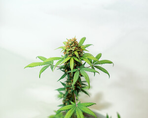 Cannabis bush top with bud and leaves on light background
