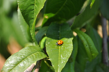 leaf