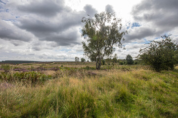 Obraz premium moorland landscape with a tree