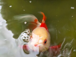 goldfish in aquarium