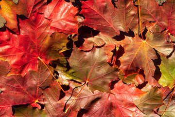 decking of fallen maple leaves, autumn background