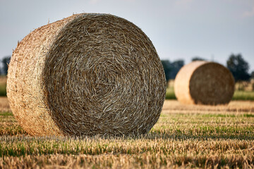 Zusammengerolltes Heu in Ballen am Feld 