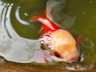 goldfish in aquarium