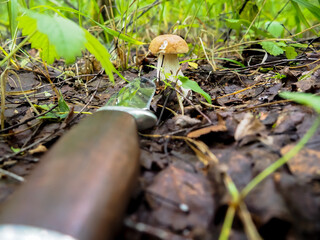 white mushroom in the forest with a knife. harvest. hobby. mushroom picking.