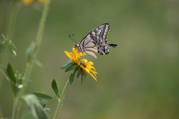 Wonderful butterfly Papilio machaon on a  flower on a summer day in the garden