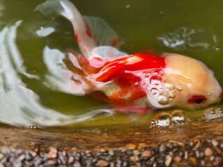 goldfish in the pond