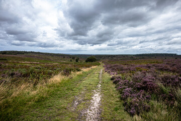 Fototapeta na wymiar moorland landscape lavender 