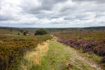 Obraz premium moorland landscape with a tree