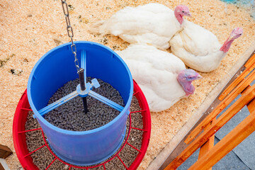 Cage on a turkey farm. Three turkeys are in cages. Installation for feeding turkeys. Concept -...