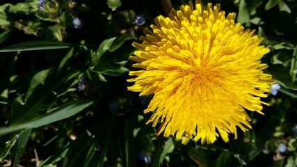 yellow dandelion flower