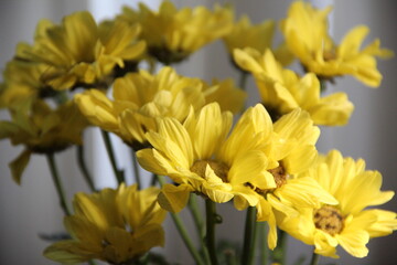 Bouquet of yellow chrysanthemums close up