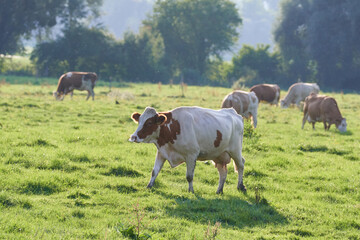 Fototapeta na wymiar Kühe auf einer Weide 