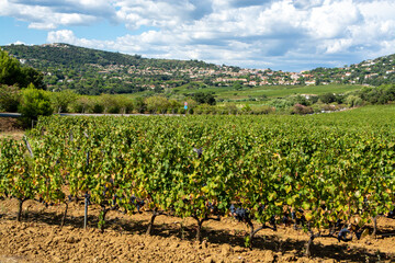Fototapeta na wymiar Rows of ripe wine grapes plants on vineyards in Cotes de Provence, region Provence, Saint-Tropez, south of France