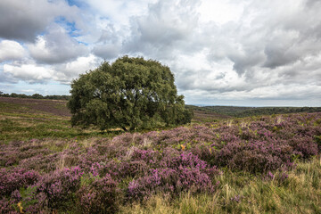 moorland landscape with a tree
