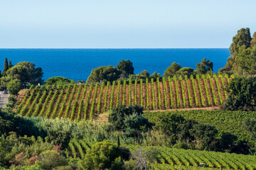 Rows of ripe wine grapes plants on vineyards in Cotes  de Provence with blue sea near Saint-Tropez,...