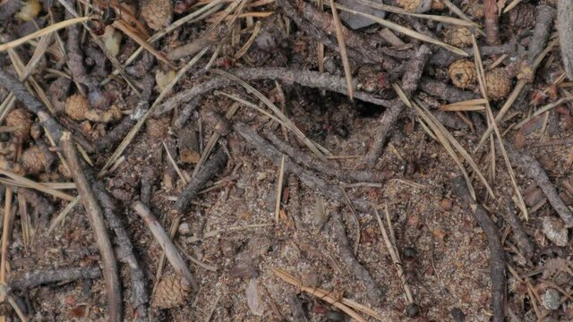 forest ants move around the anthill