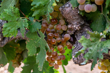 Ripe white wine grapes using for making rose or white wine ready to harvest on vineyards in Cotes  de Provence, region Provence, south of France