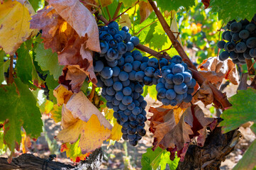 Ripe black or blue syrah wine grapes using for making rose or red wine ready to harvest on...