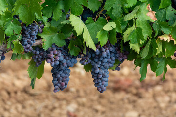 Ripe black or blue syrah or grenache wine grapes using for making rose or red wine ready to harvest on vineyards in Cotes  de Provence, region Provence, south of France