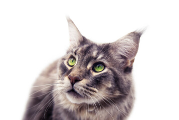 Hunting Maine Coon cat, on a white background.