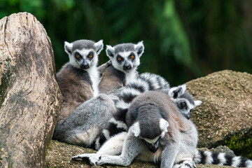 Naklejka na ściany i meble A group of Ring-tailed lemur on the rock.