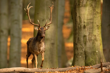 Dominant fallow deer, dama dama, stag approaching from front in autumn forest. Territorial male mammal with large anglers coming closer in forest. Animal wildlife in nature. - obrazy, fototapety, plakaty