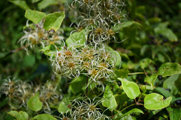 Gewöhnliche Waldrebe, Clematis vitalba, Fruchtstand	
