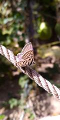 beautiful butterfly is setting on a rope
