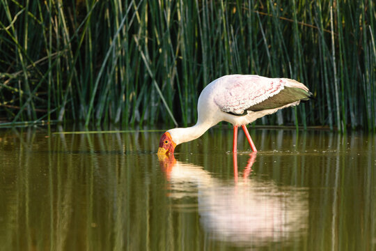 Yellow-billed stork (Mycteria ibis) foraging in a lake, with reed in the background