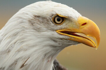 american bald eagle