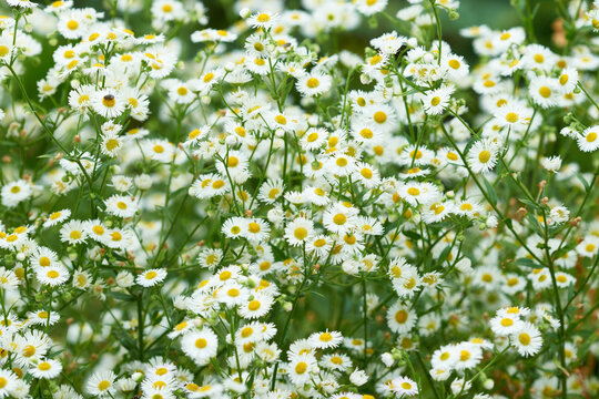 Einj&auml;hriger Feinstrahl (Erigeron annuus), auch Wei&szlig;es Berufkraut	
