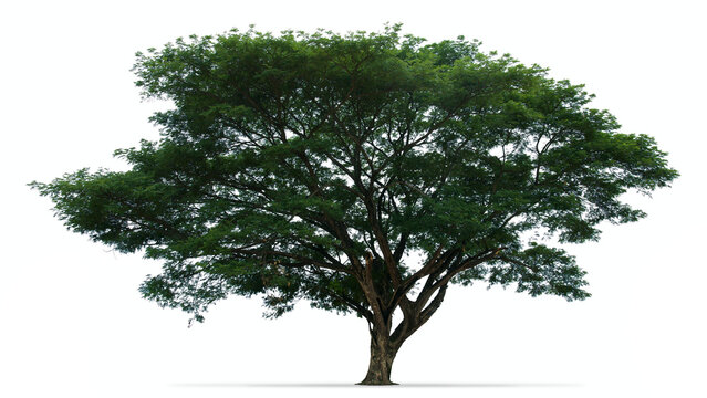Big Rain tree isolated on white background
