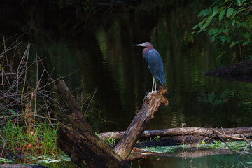 Profile of a Little Blue Heron at  John B Sargeant Park near Tampa, Florida