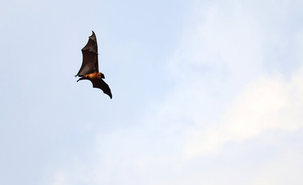 Bat flying in sky with to wings open