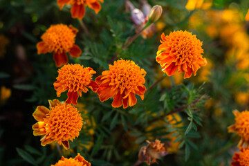 beautiful Marigold flower in the garden