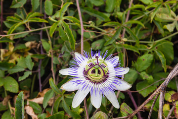 Passion flower blooming