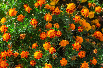 beautiful Marigold flower in the garden