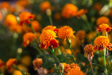 beautiful Marigold flower in the garden