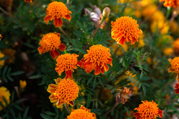 beautiful Marigold flower in the garden