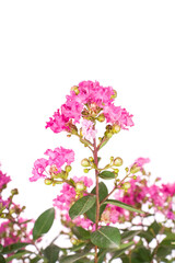 Fototapeta premium crepe myrtle flowers isolated on white